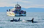 Victoria Whale Watching in Victoria BC. Info and photos on six excellent whale watching tour operators for guaranteed whale watching satisfaction.