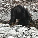 Temperate Rainforest Animals: Info and photos of various animals, fish, birds and more that live in the Olympic Peninsula rainforest regions and waterways