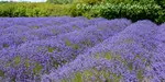 Benefits of Lavender Oil: An outline of lavender oil uses along with the many healthful and protective benefits of essential oil of lavender
