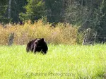 American Black Bear information, especially the subspecies, Olympic Black Bear. Habitat, physical characteristics, photos, history, bear viewing