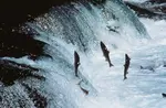 Salmon Spawn: details about the how and why of spawning salmon. Plus see our video clip of coho salmon leaping in the Sol Duc River, in the Olympic NP.