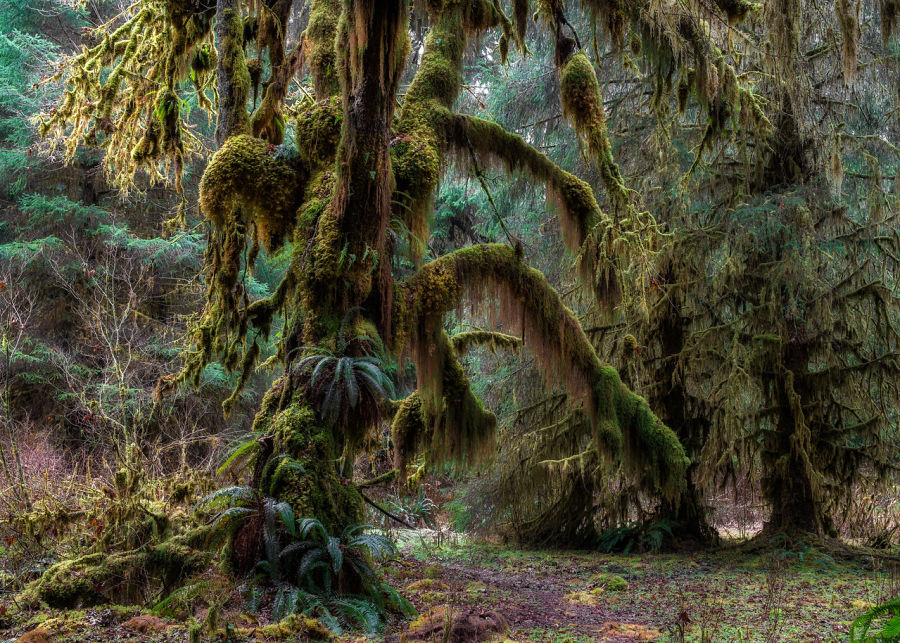 Moss covered big leaf maple trees in the Hoh River Valley, Olympic National Park. Photo by Roger Mosley