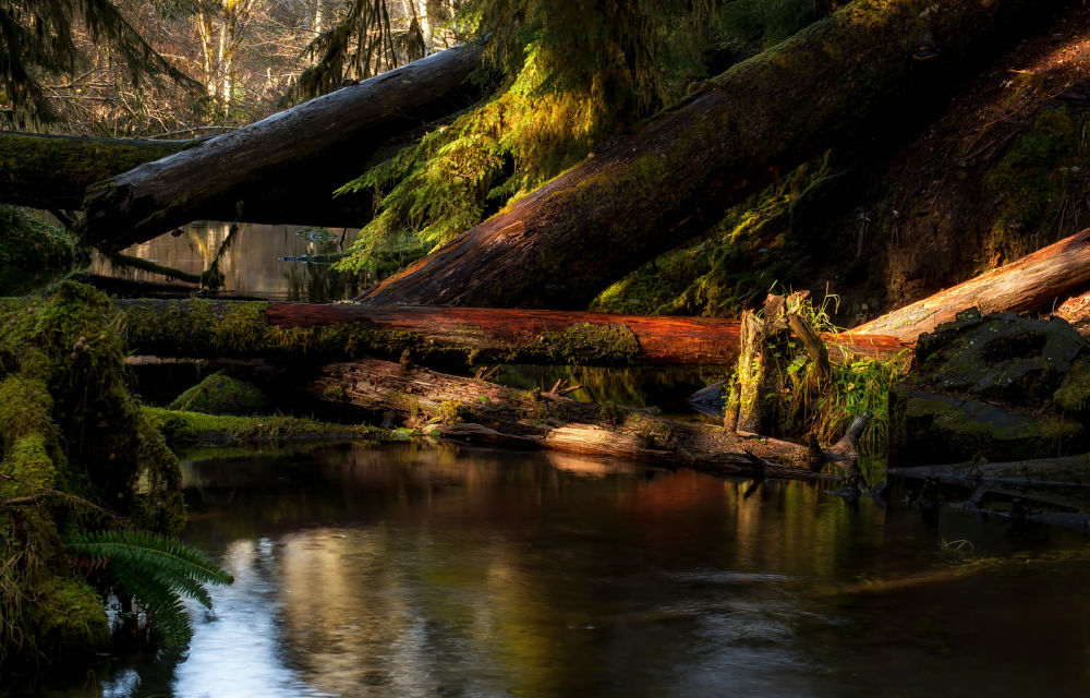 Upper Solduc Valley, Olympic National Park. Photo by Roger Mosley Photography