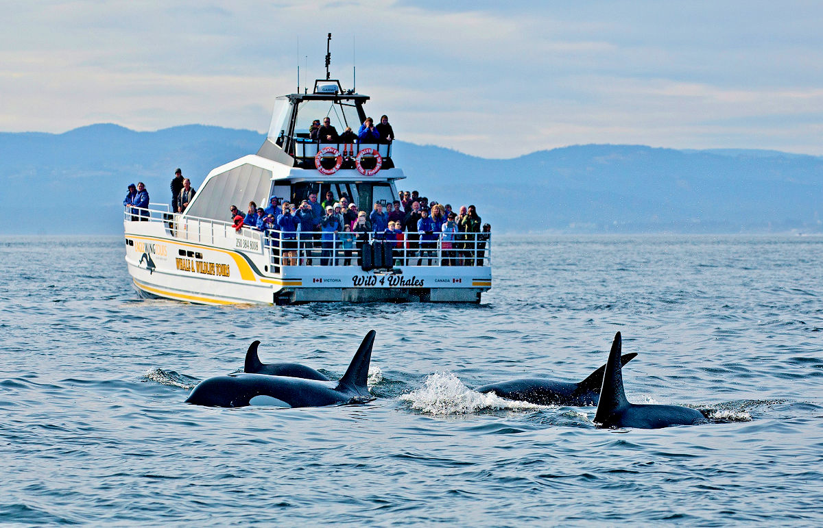 bc whale tours victoria victoria bc canada