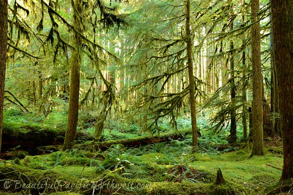 Temperate Rain Forest, Olympic Peninsula, Washington State, USA