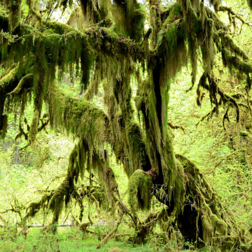 Hoh Rain Forest in the Olympic National Park