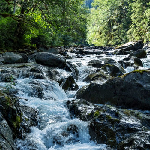 Olympic National Park Rain Forests