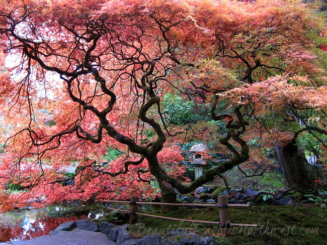Butchart Garden - Japanese Garden