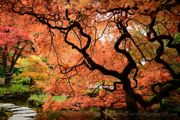 Japanese maple in the Japanese Garden completely aflame in its autumn foliage Japanese maple in the Japanese Garden completely aflame in its autumn foliage