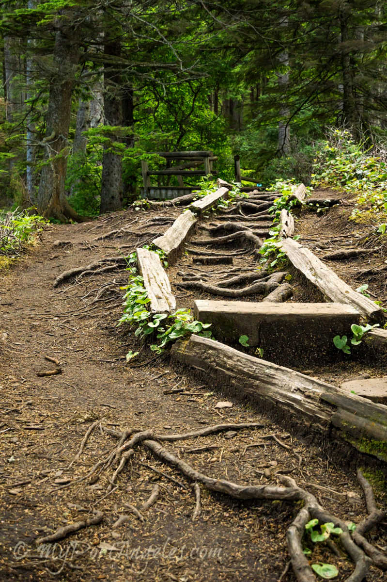 Cape Flattery Trail in Neah Bay WA: watch your step!