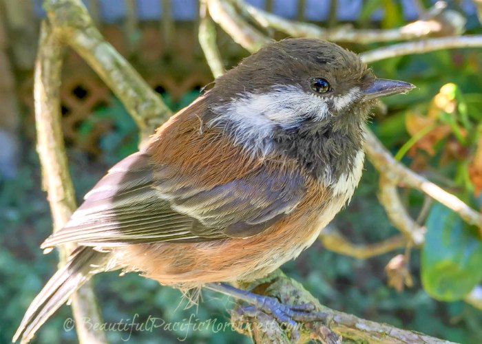 Chestnut Backed Chickadee in Port Angeles WA