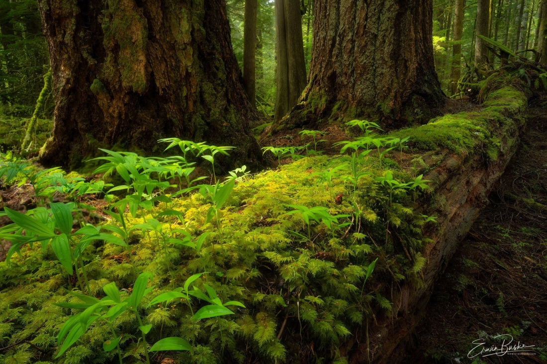 Temperate Rain Forest, Olympic Peninsula, Washington State, USA