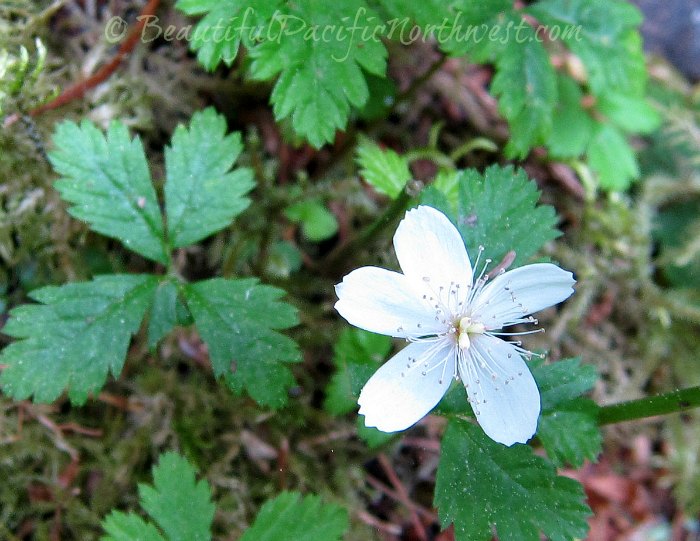 Temperate Rainforest Plants