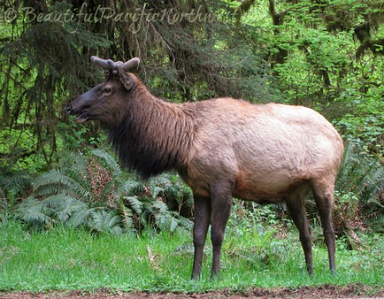 Temperate Rainforest Animals of Olympic National Park
