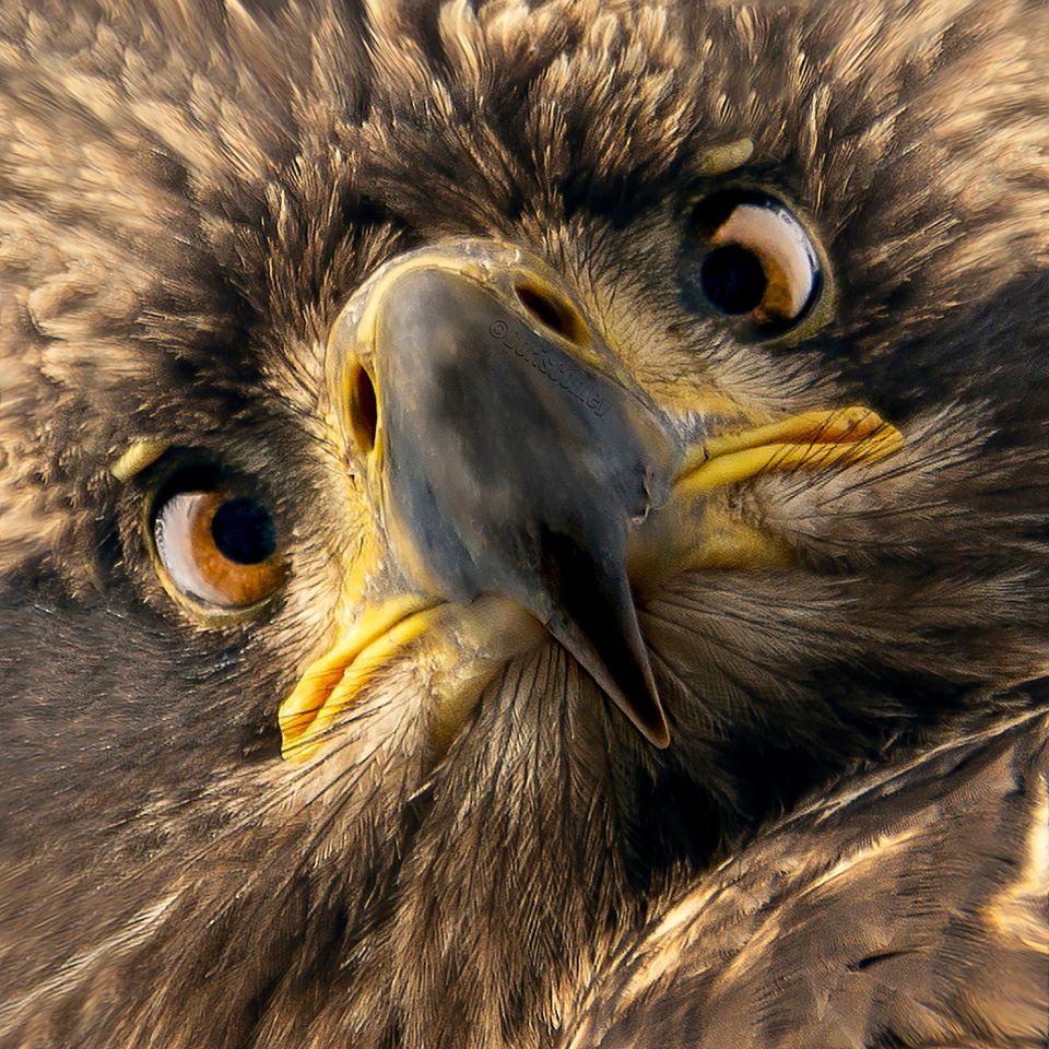 young bald eagle facts