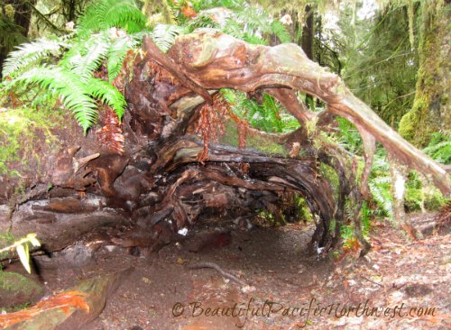 Seen along the trail to Marymere Falls: A "floating" root ball is the result of a rotted nurse tree. Seen along the trail to Marymere Falls: A "floating" root ball is the result of a rotted nurse tree.