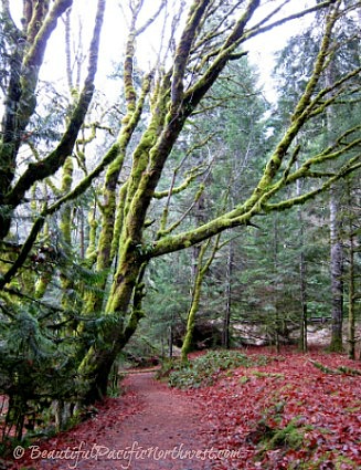 More mossy trees alongside the Marymere trail More mossy trees alongside the Marymere trail