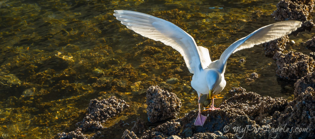 Glaucous-winged gull has snagged his next meal. Photo taken near the Port Townsend WA marina.