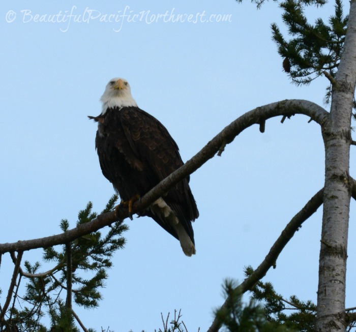 Temperate Rainforest Animals of Olympic National Park